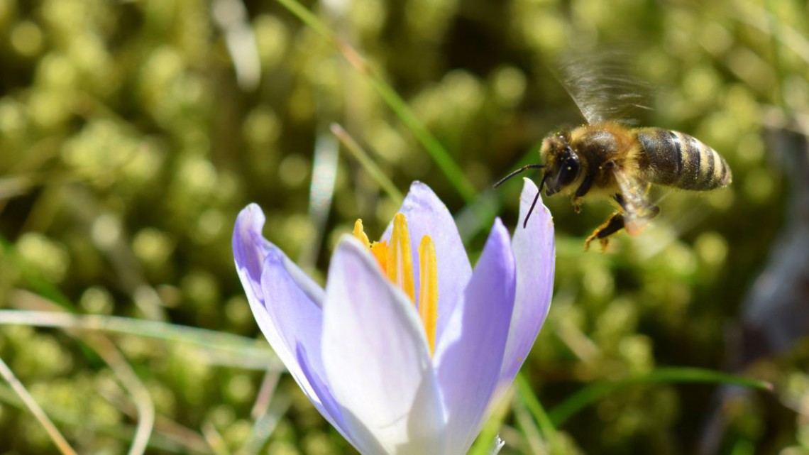 Biene fliegt an Krokus