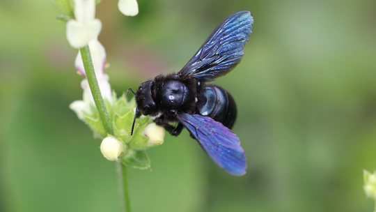 Foto des Weibchens der Kleinen Holzbiene (Xylocopa iris).