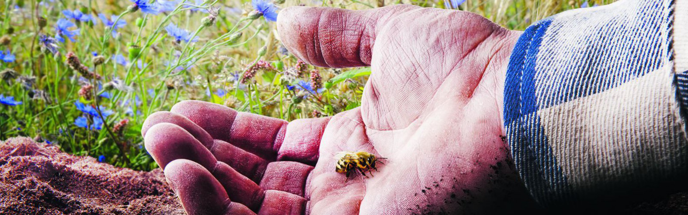 Landwirt mit Biene in der Hand