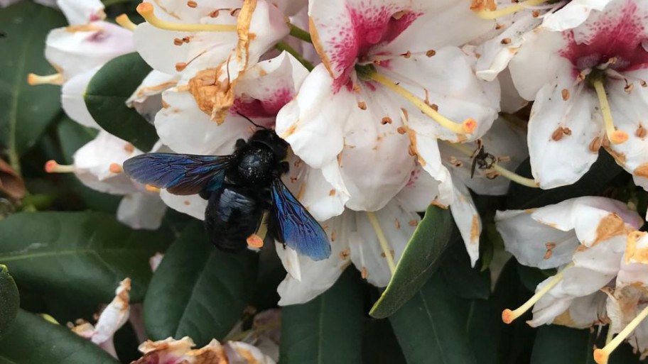 Die blauschwarze Holzbiene auf Rhododendron Blüten