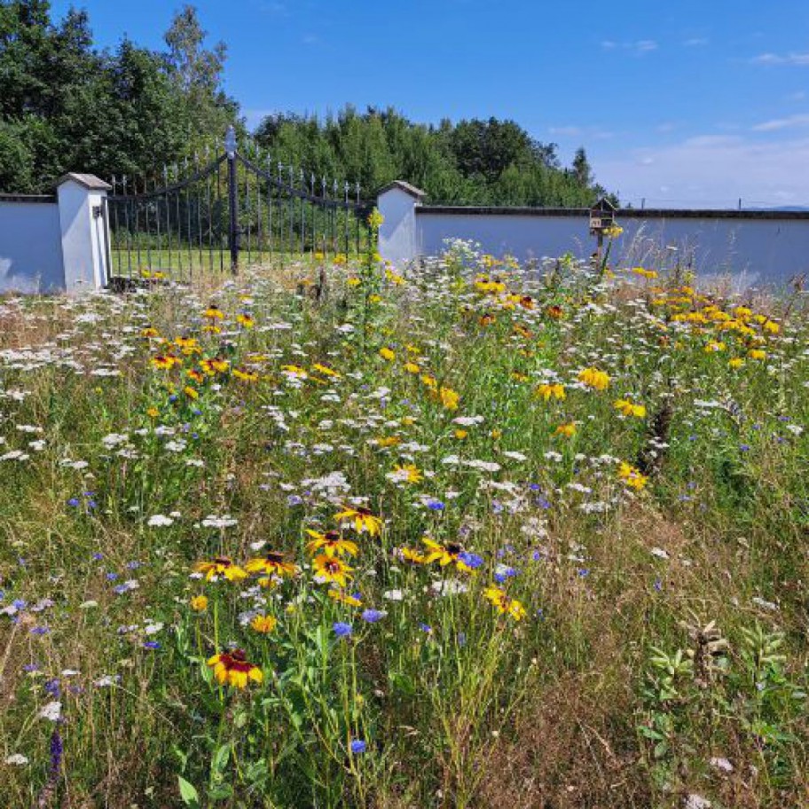 Bunte, blühende Blumen auf der Blumenwiese im Friedhof der Gemeinde Echsenbach.