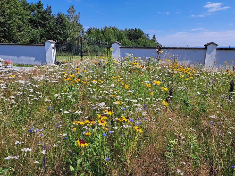 Niederösterreichs schönste Blumenwiese 2024